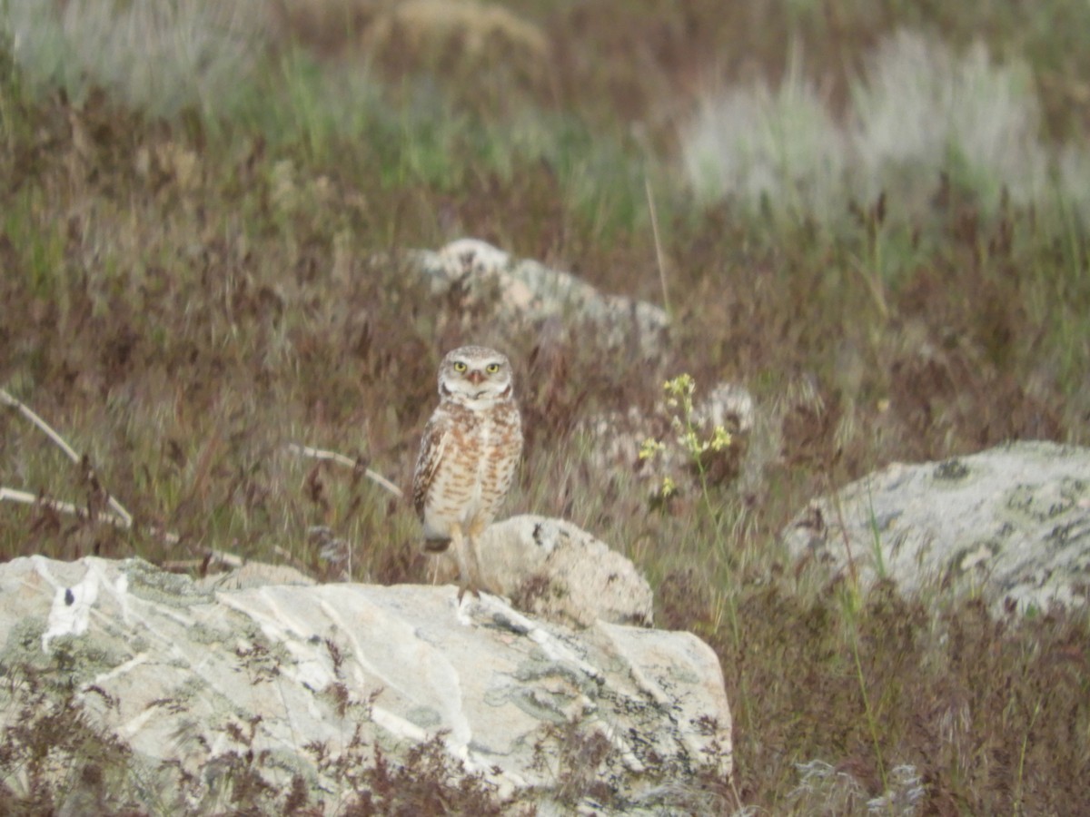 Burrowing Owl - Thomas Bürgi