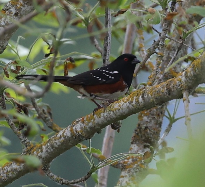 Spotted Towhee - Dawn Lloyd