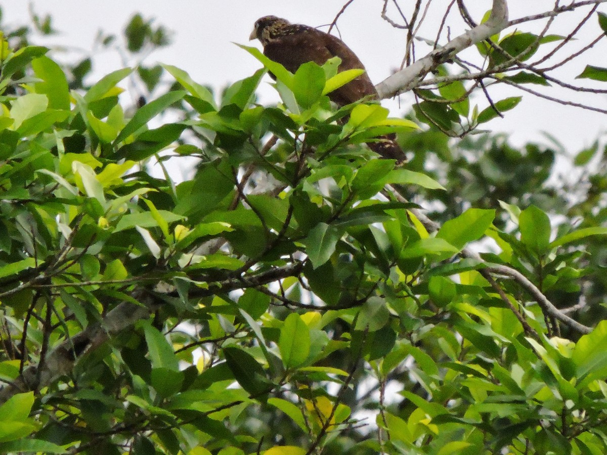 Yellow-headed Caracara - ML619525683