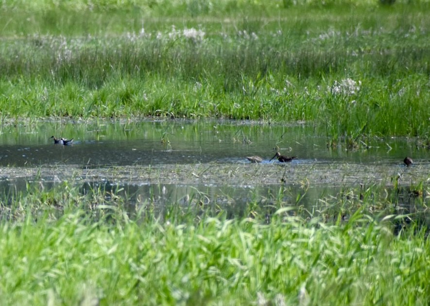 Red-necked Phalarope - Jason McKinney