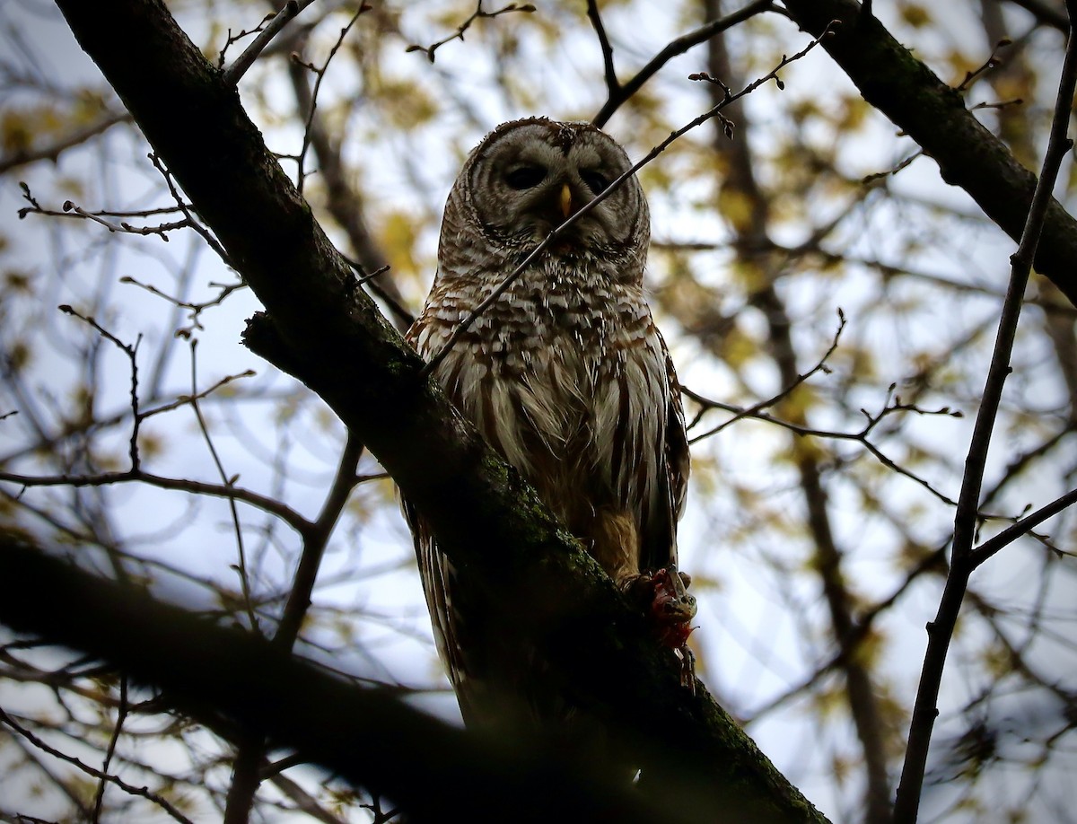 Barred Owl - Ben Breyette