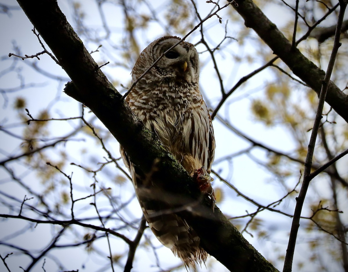Barred Owl - Ben Breyette