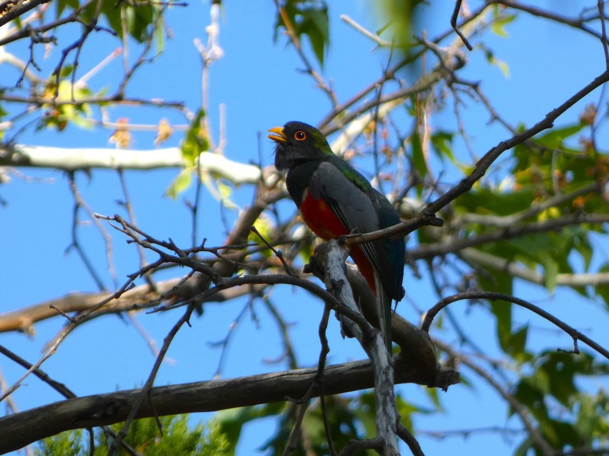 Elegant Trogon - Ramsey Canyon