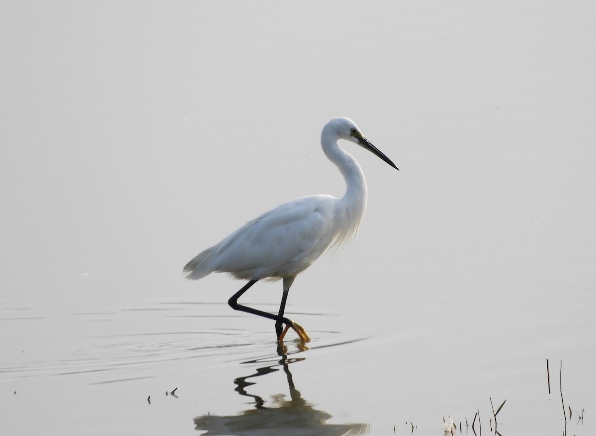 Little Egret - Manju Sinha