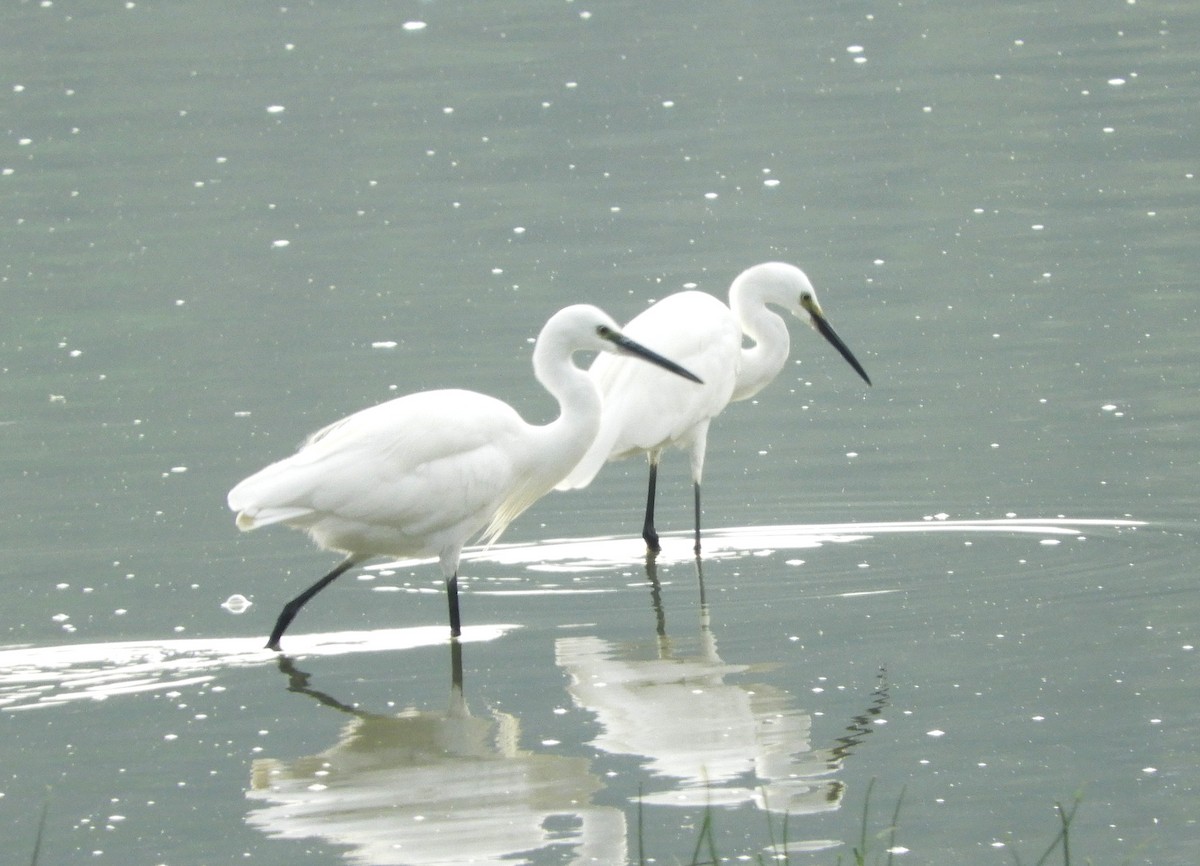 Little Egret - Manju Sinha