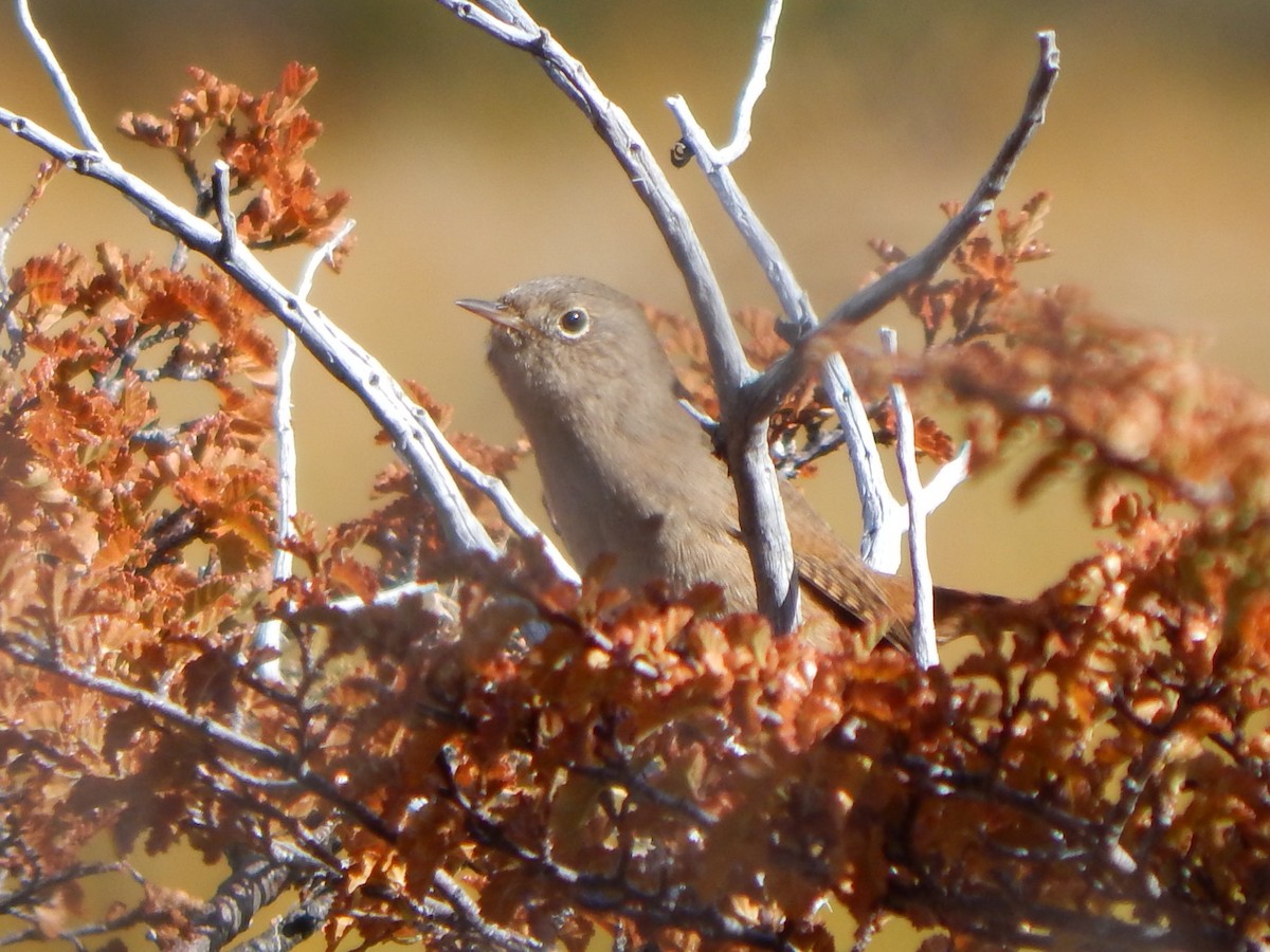 House Wren - Bautista Cerminato