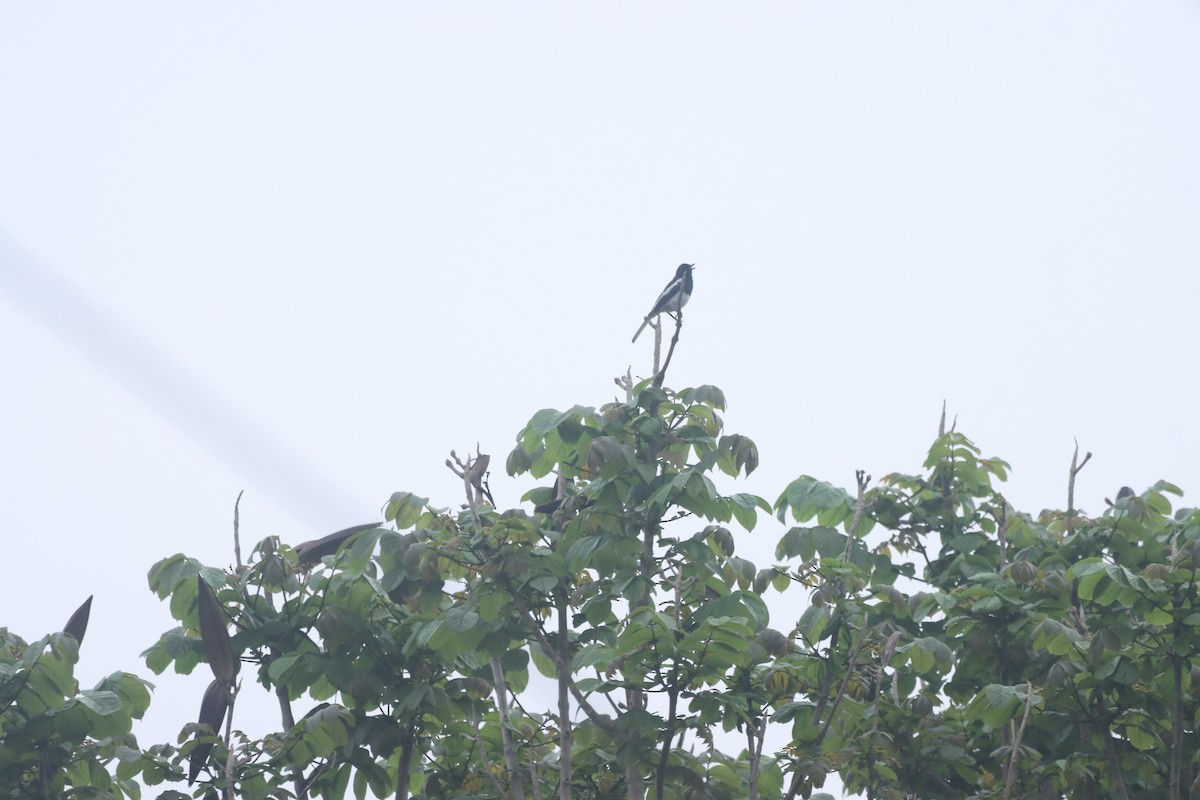 Oriental Magpie-Robin - PRABHAKAR GUJJARAPPA