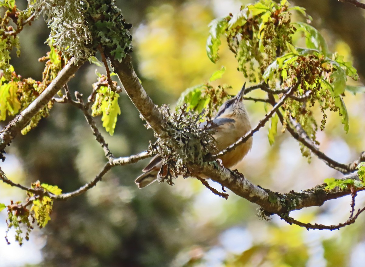 Eurasian Nuthatch - ML619525713