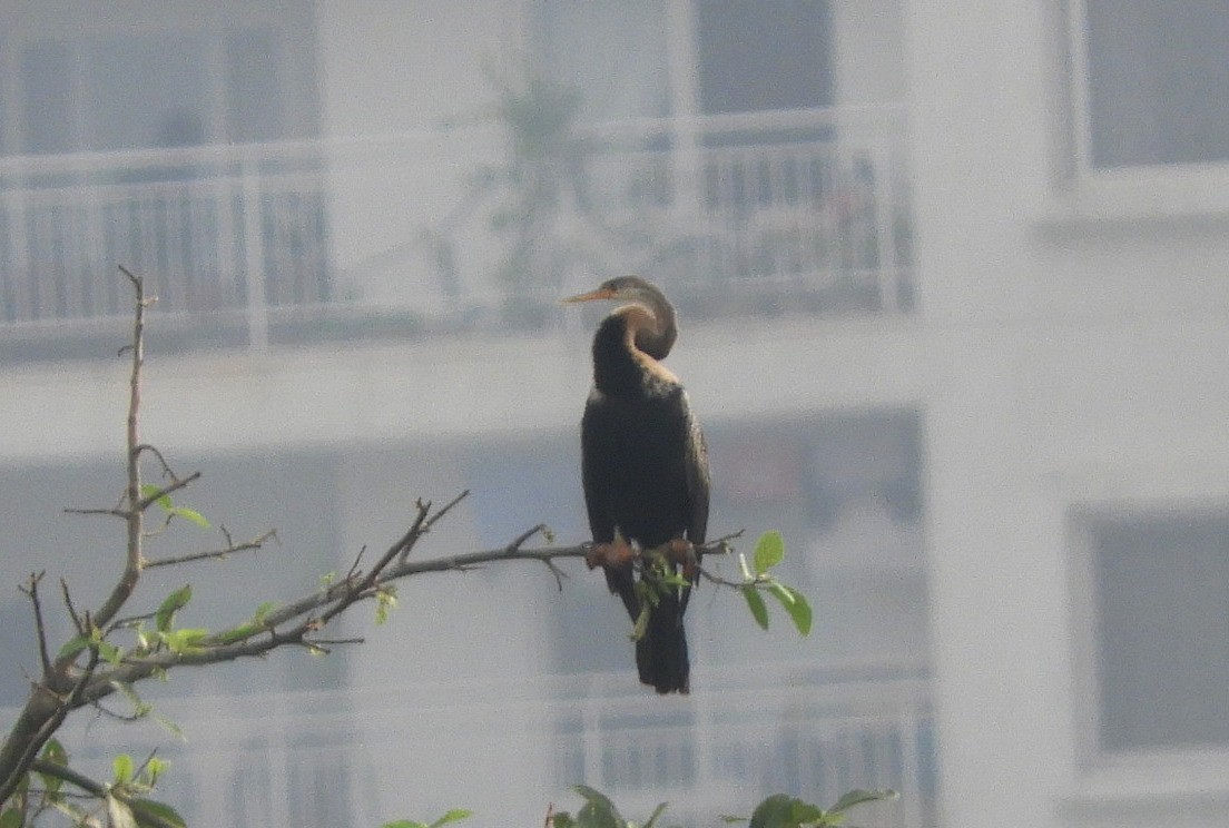 Oriental Darter - Manju Sinha