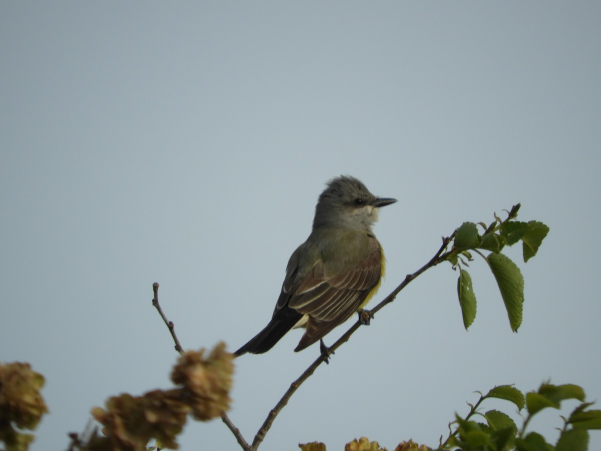 Western Kingbird - Thomas Bürgi