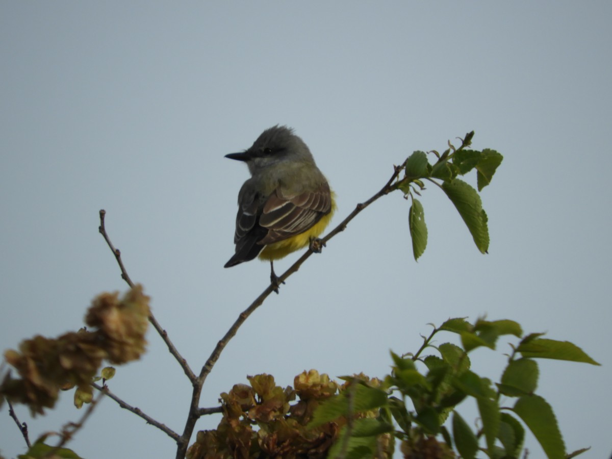 Western Kingbird - Thomas Bürgi