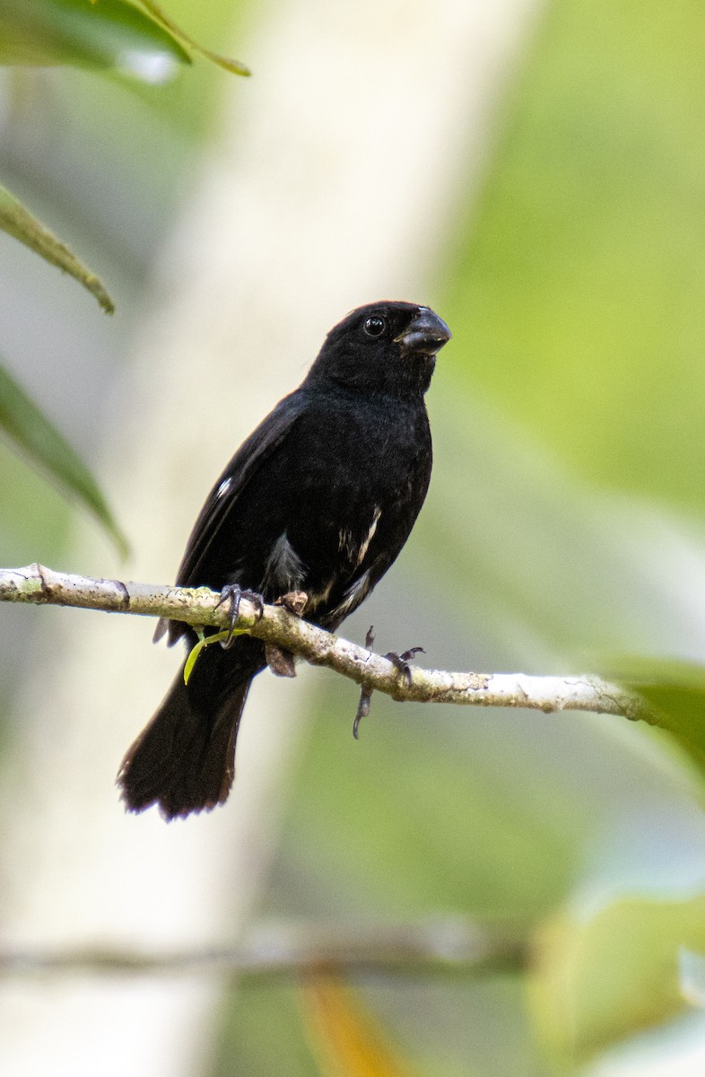 Variable Seedeater - Mónica Thurman