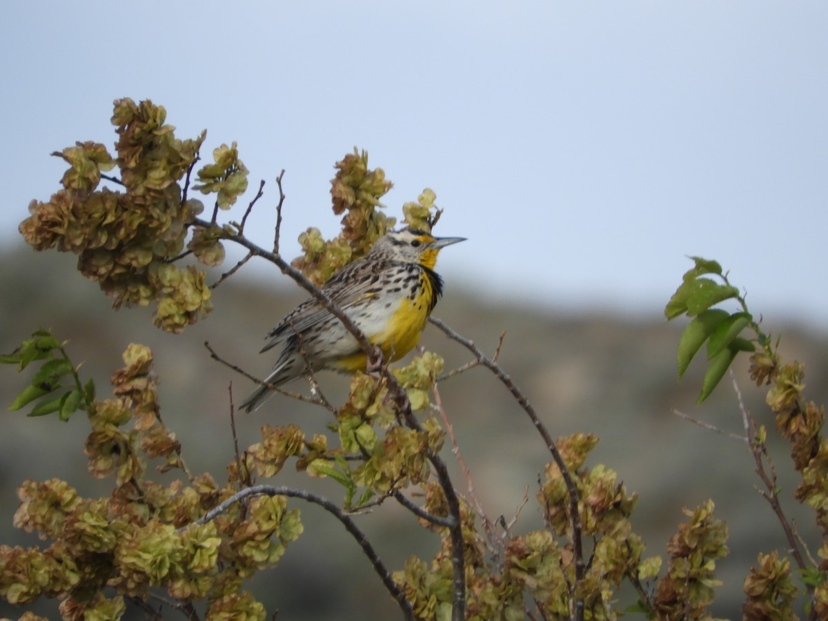 Western Meadowlark - Thomas Bürgi