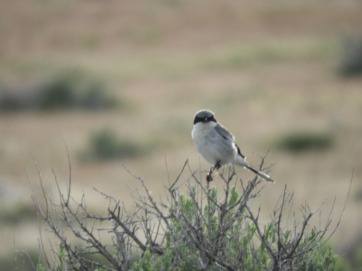 Loggerhead Shrike - Thomas Bürgi