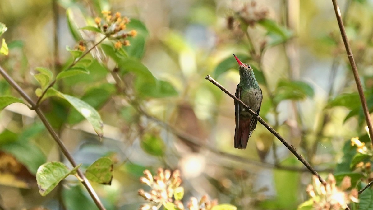 Rufous-tailed Hummingbird - Indira Thirkannad