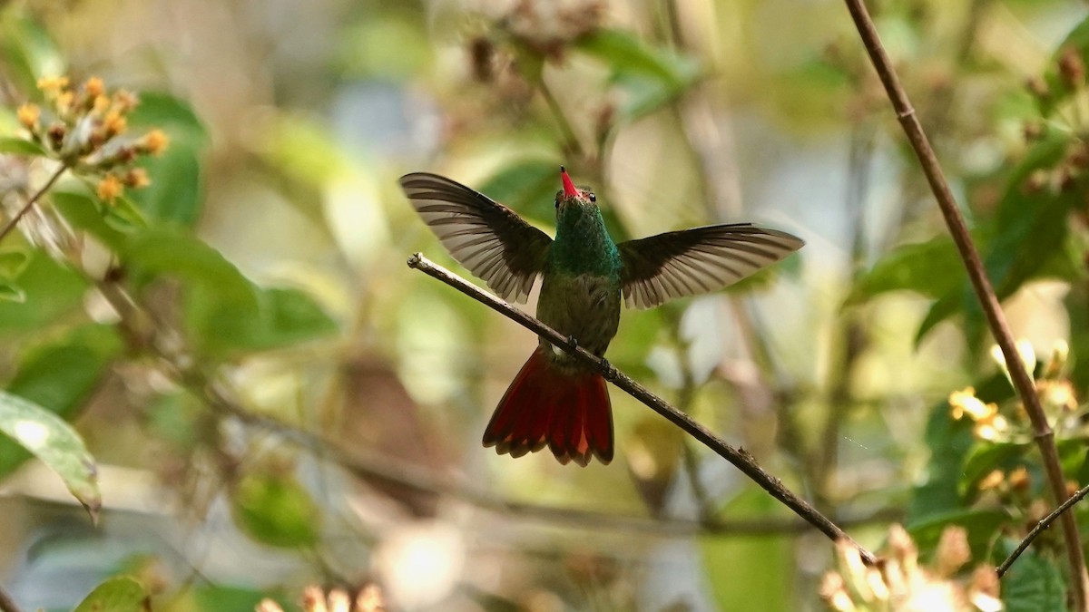 Rufous-tailed Hummingbird - Indira Thirkannad