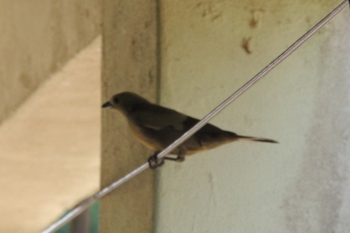 Palm Tanager - Licinio Garrido Hoyos