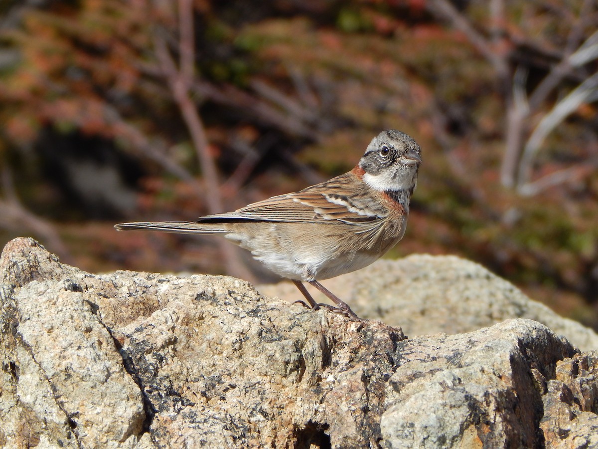 Rufous-collared Sparrow - Bautista Cerminato