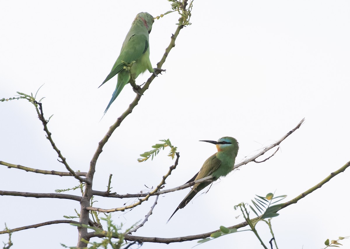 Blue-cheeked Bee-eater - Moditha Kodikara Arachchi