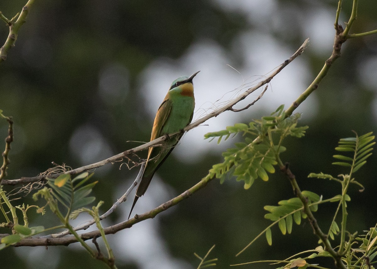 Blue-cheeked Bee-eater - Moditha Kodikara Arachchi