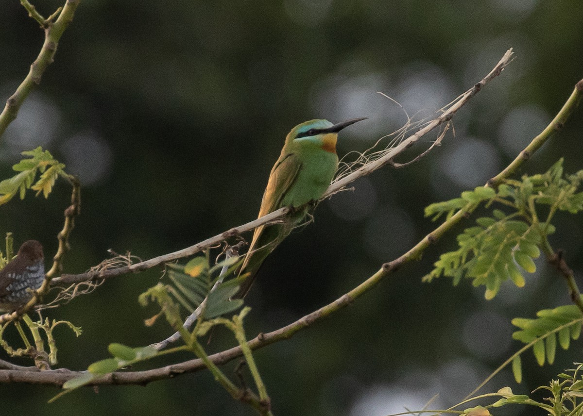 Blue-cheeked Bee-eater - Moditha Kodikara Arachchi