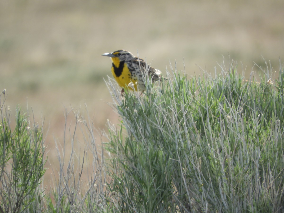 Western Meadowlark - Thomas Bürgi