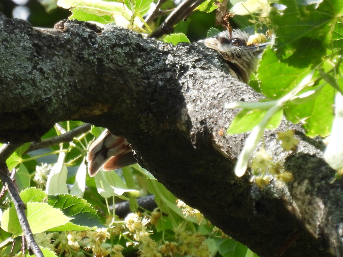 Eurasian Nuthatch - Mike Coulson