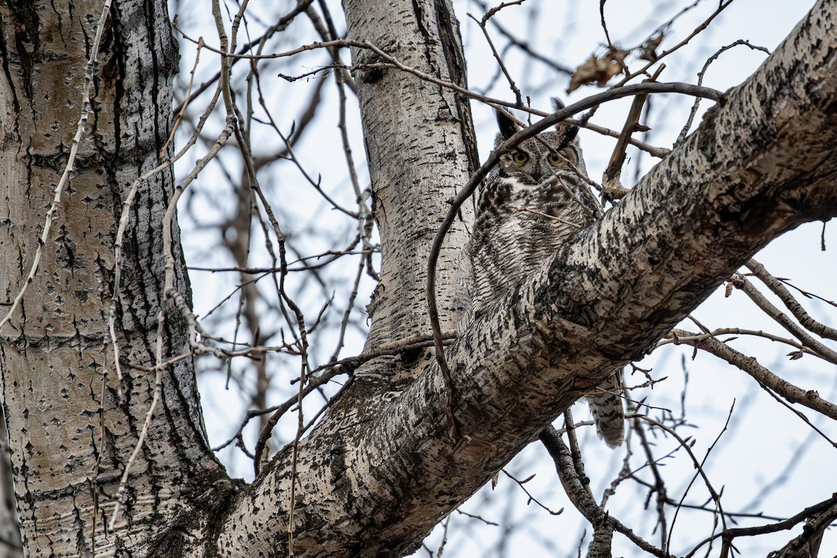 Great Horned Owl - patrick broom