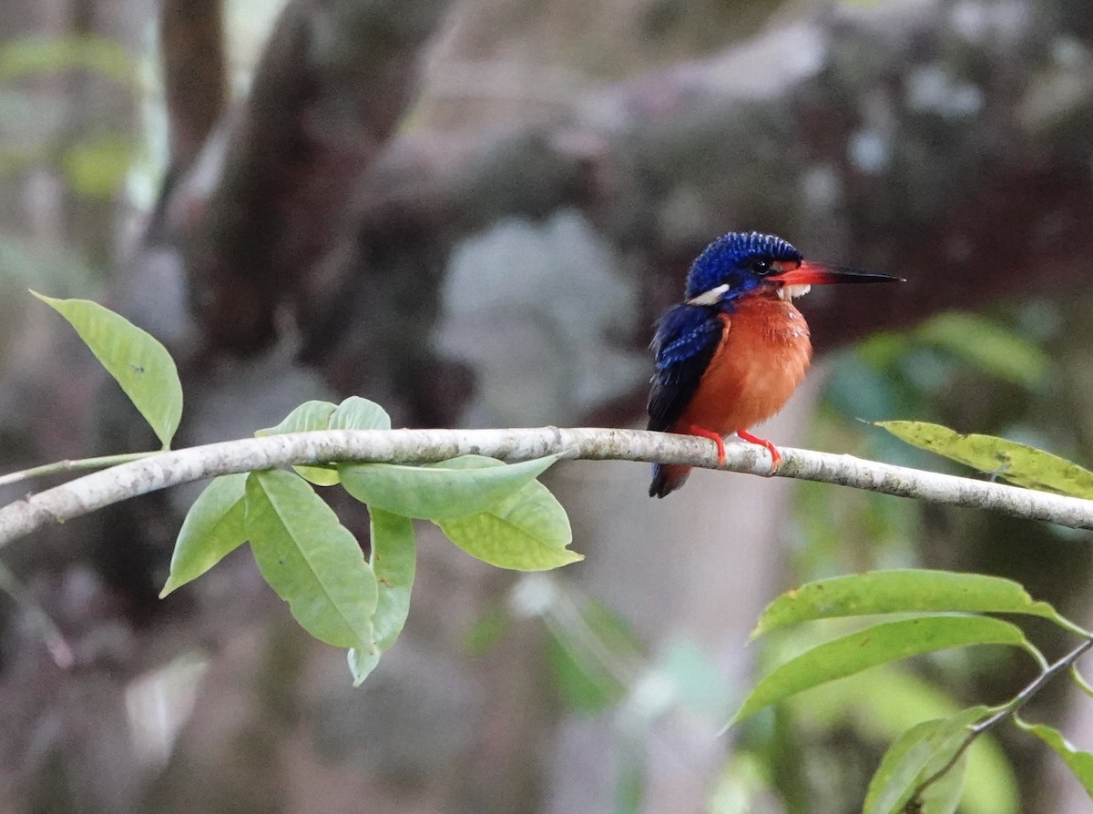 Blue-eared Kingfisher - David Diller