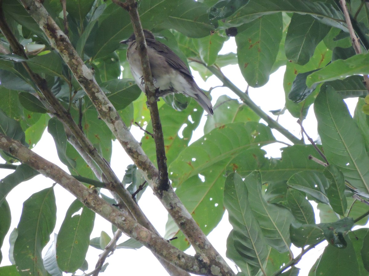 Black-billed Thrush - ML619525756