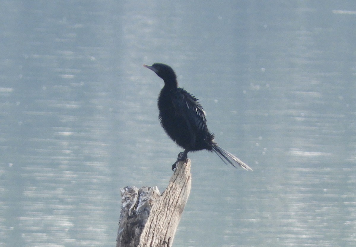 Little Cormorant - Manju Sinha