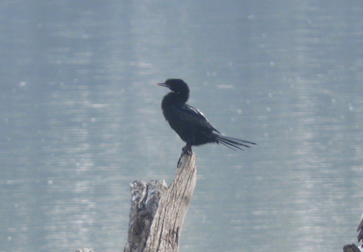 Little Cormorant - Manju Sinha