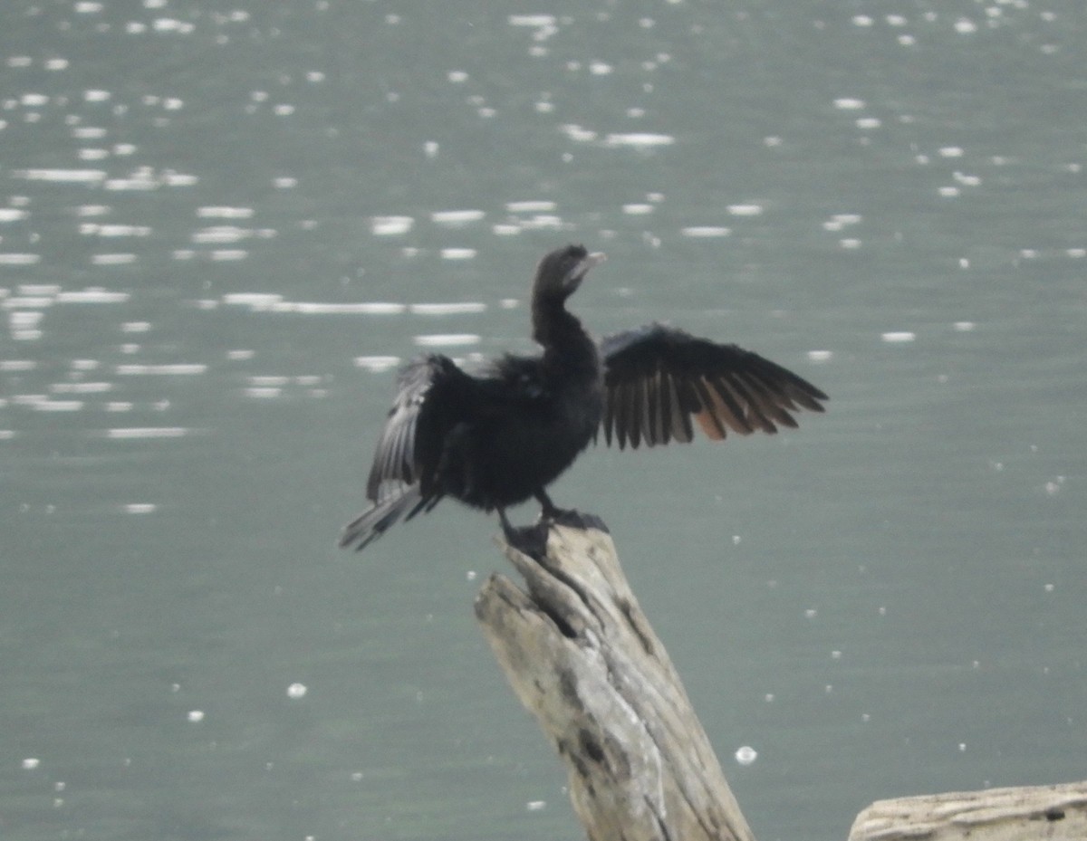 Little Cormorant - Manju Sinha