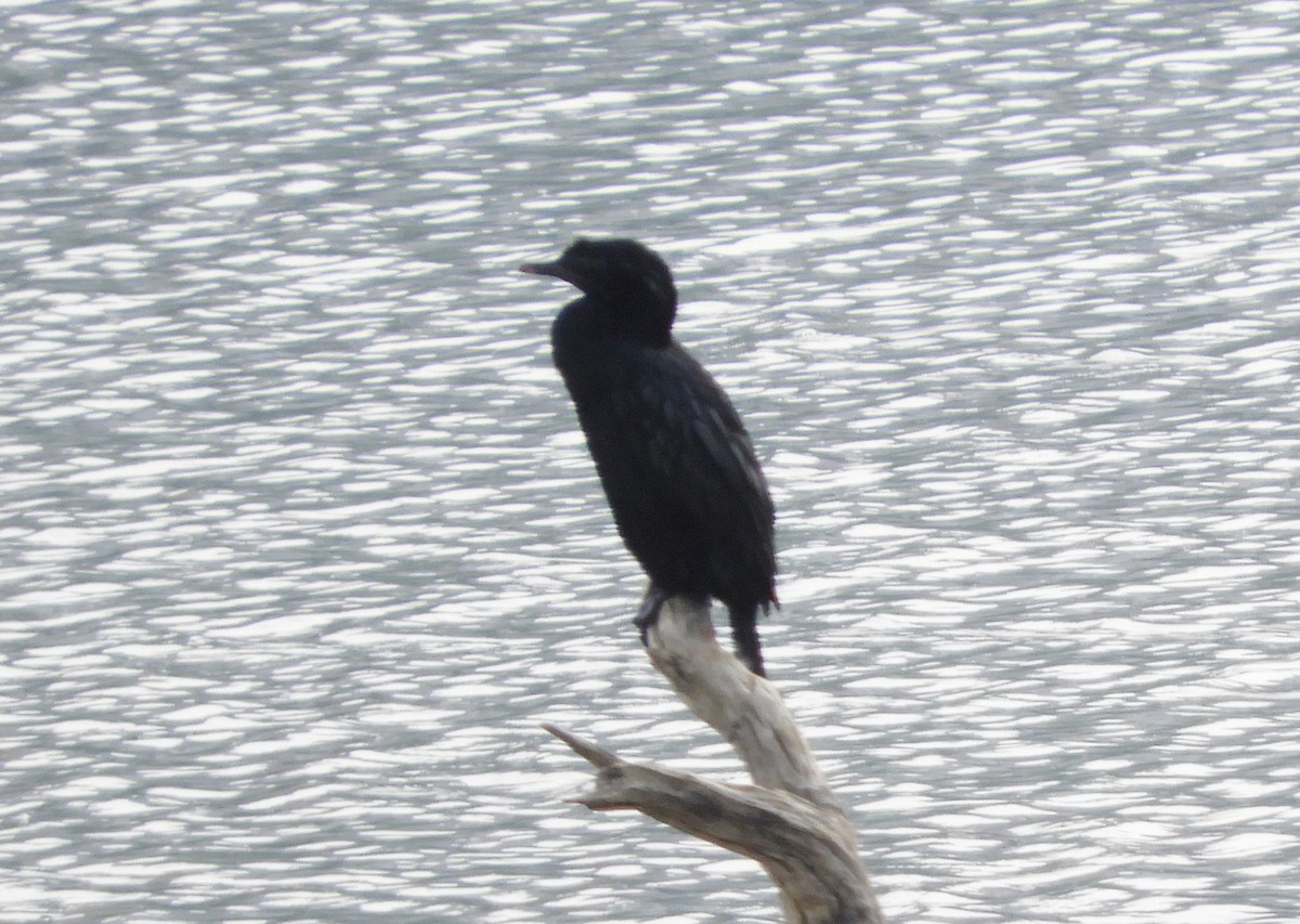 Little Cormorant - Manju Sinha