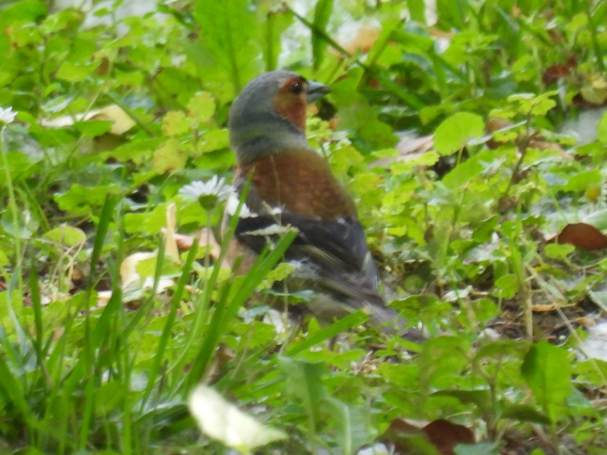 Common Chaffinch - Mike Coulson