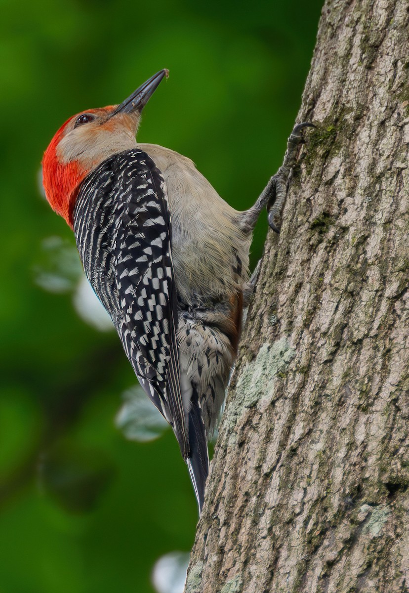 Red-bellied Woodpecker - Richard Moss