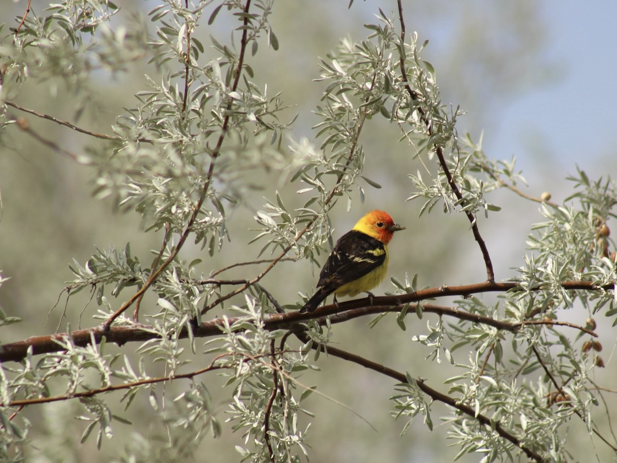 Western Tanager - Carl Ingwell