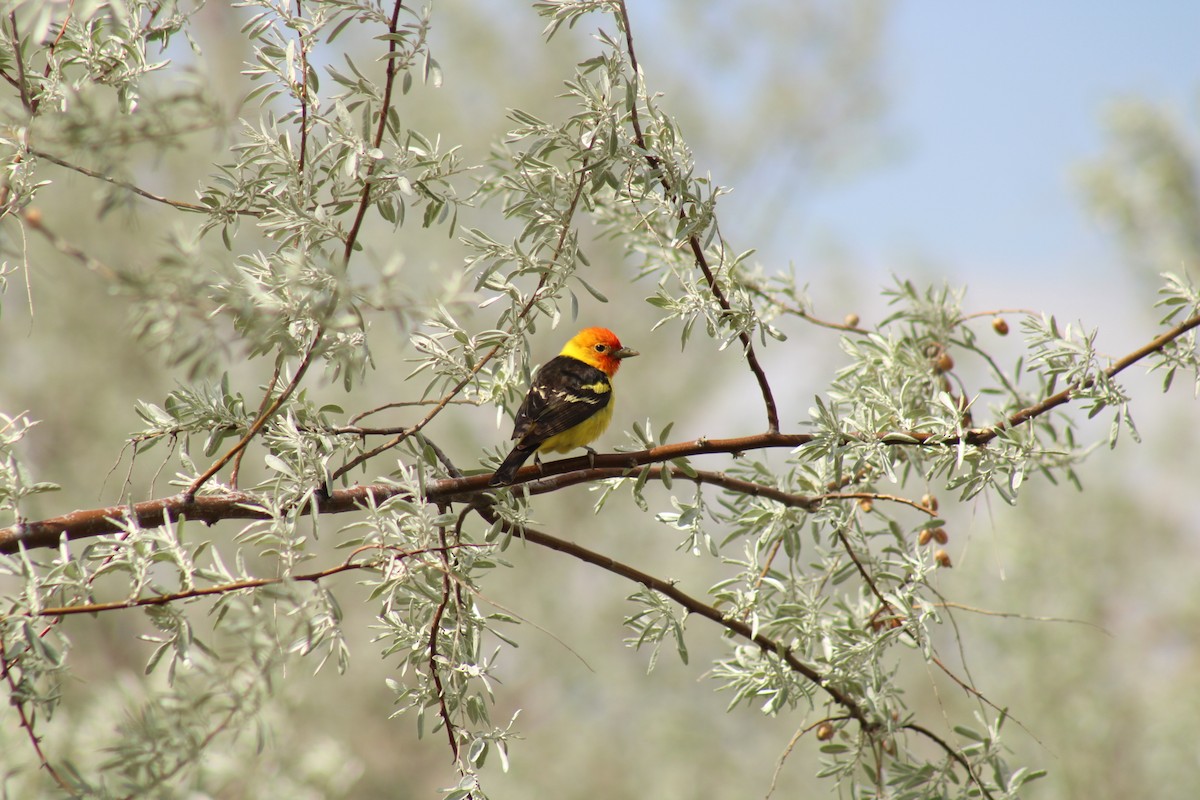 Western Tanager - Carl Ingwell