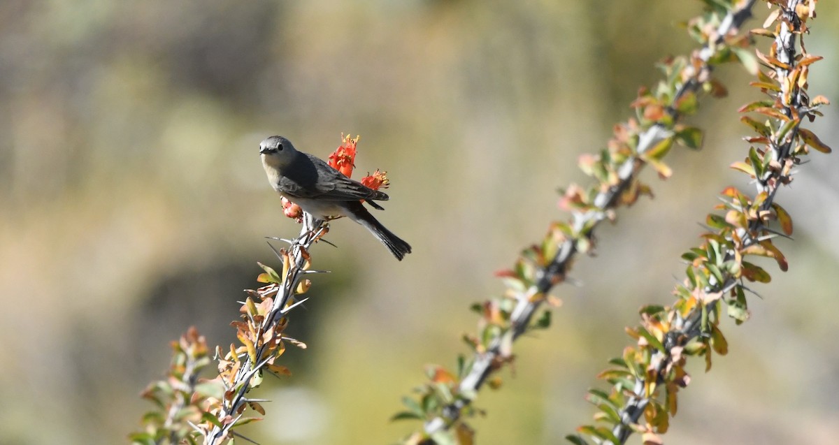 Lucy's Warbler - Janine McCabe