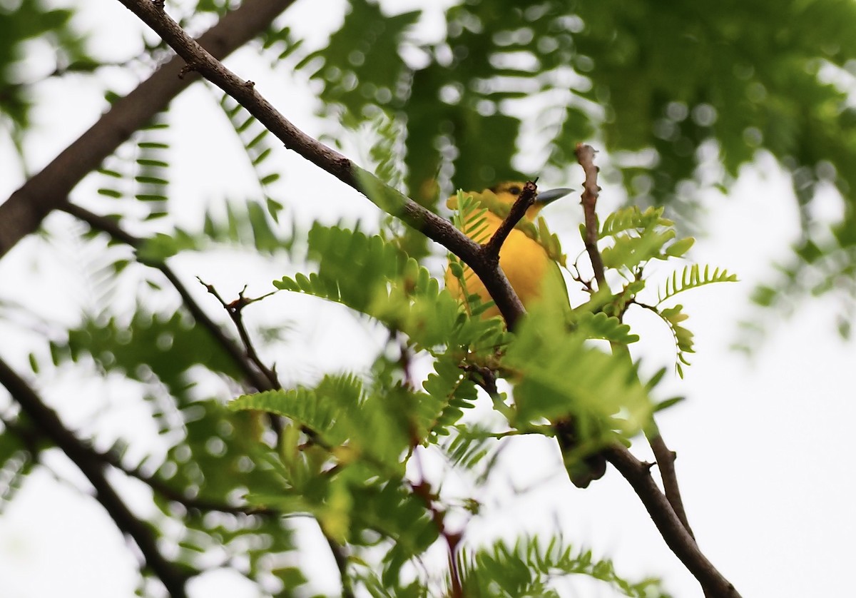 Common Iora - 芳色 林