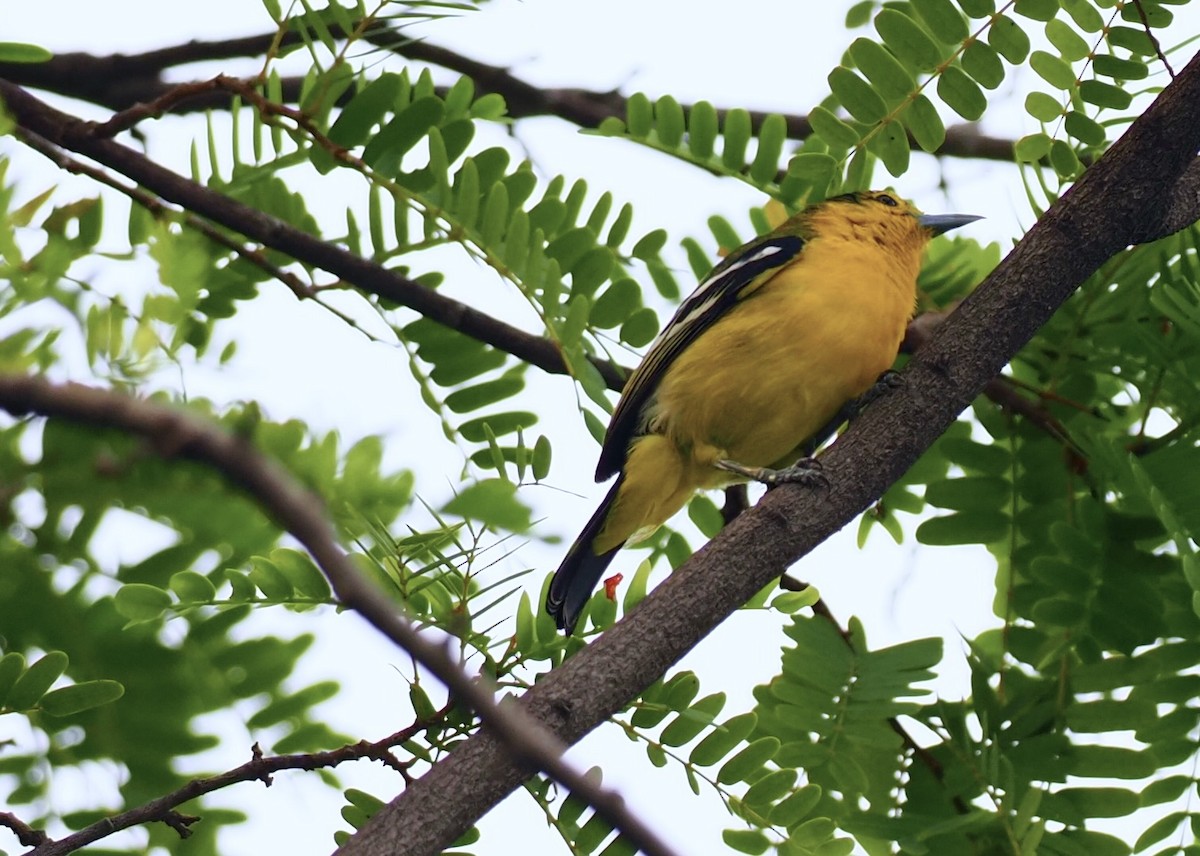 Common Iora - 芳色 林