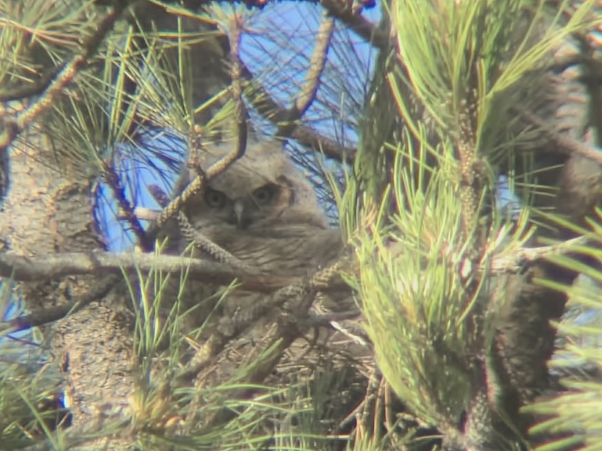 Great Horned Owl - Glenn McRae