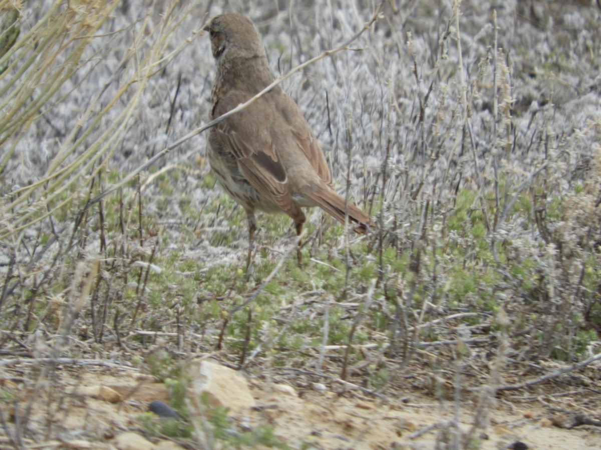 Sage Thrasher - Thomas Bürgi