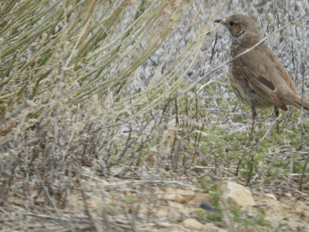 Sage Thrasher - Thomas Bürgi