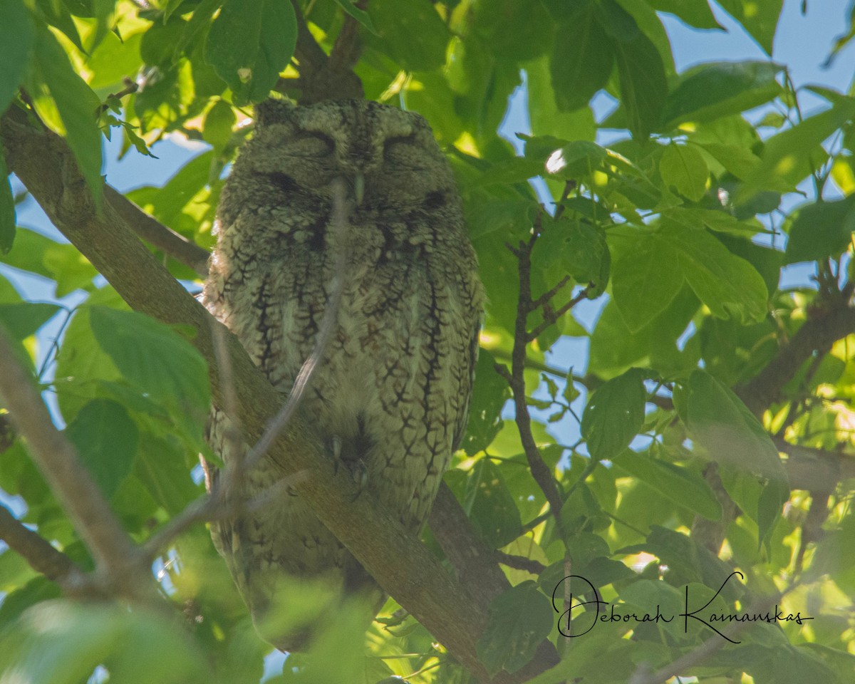 Eastern Screech-Owl - Deborah Kainauskas