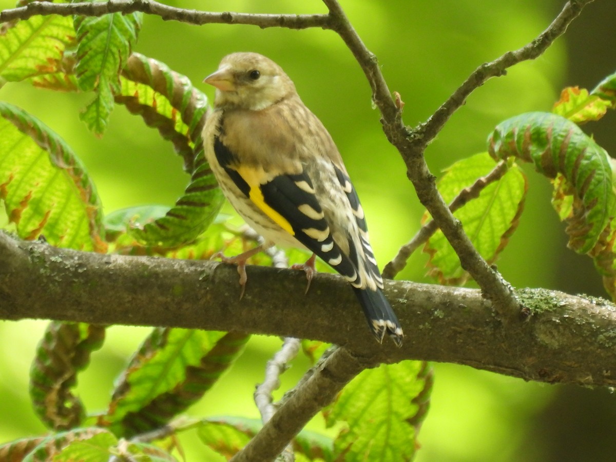 European Goldfinch - ML619525789