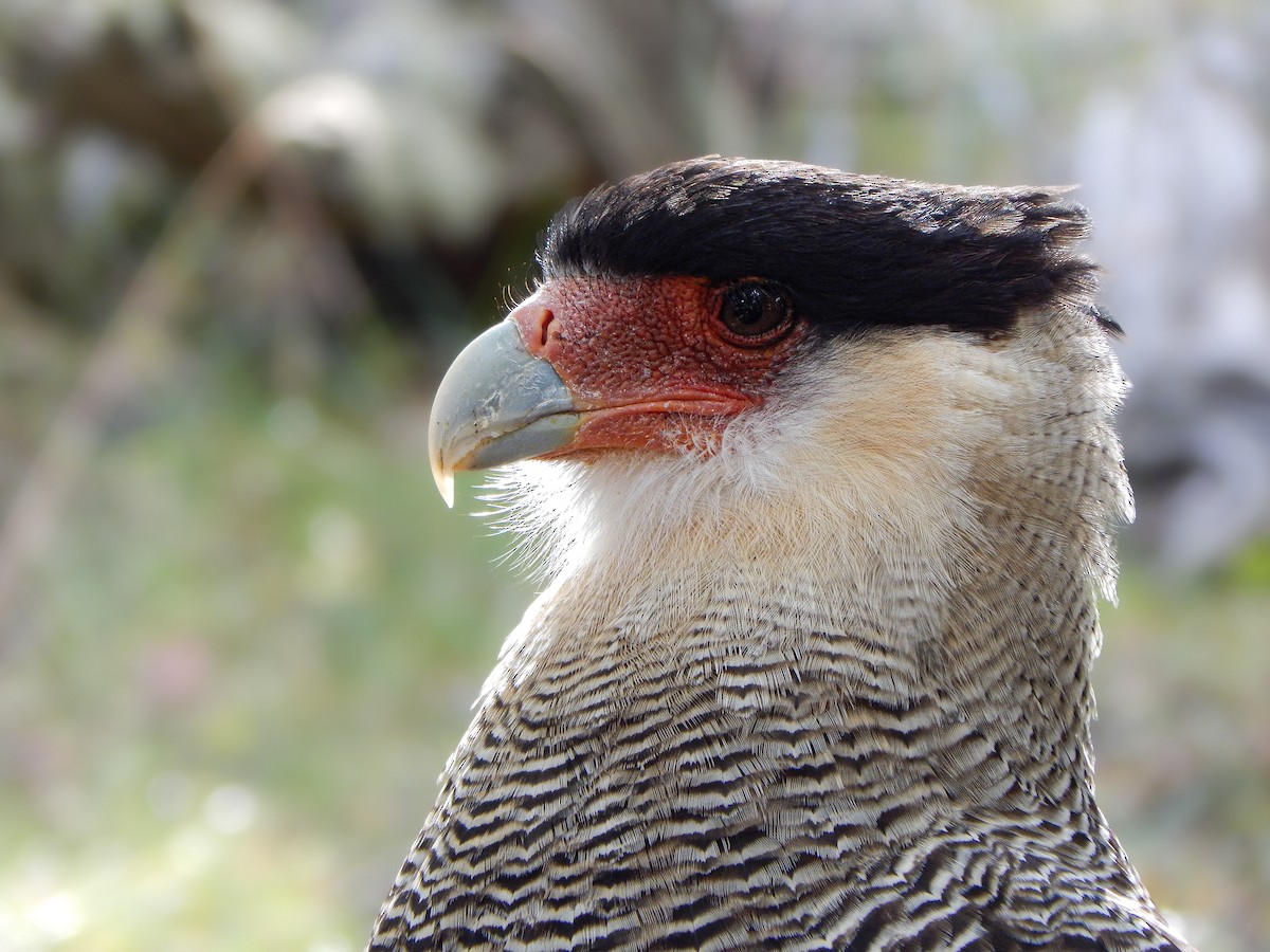 Crested Caracara - Bautista Cerminato