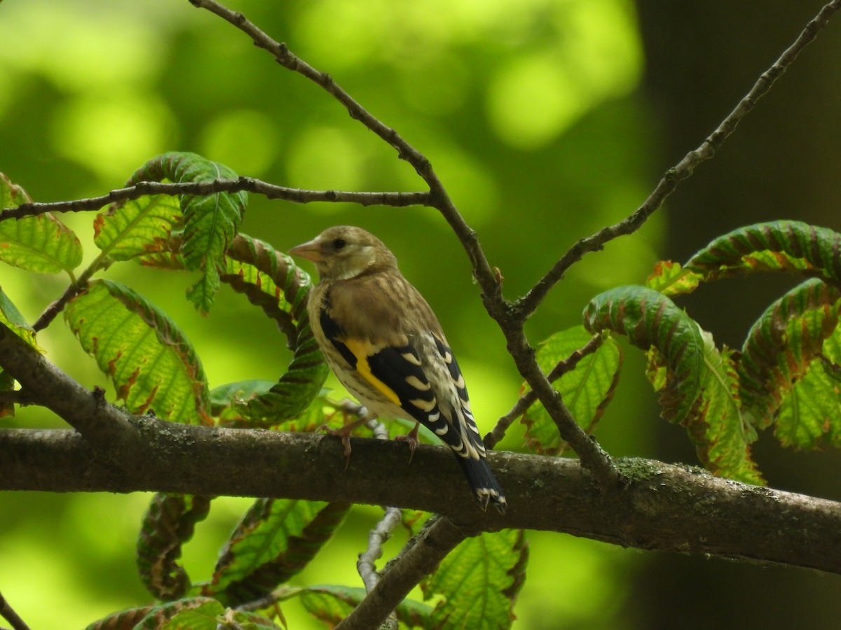 European Goldfinch - ML619525793