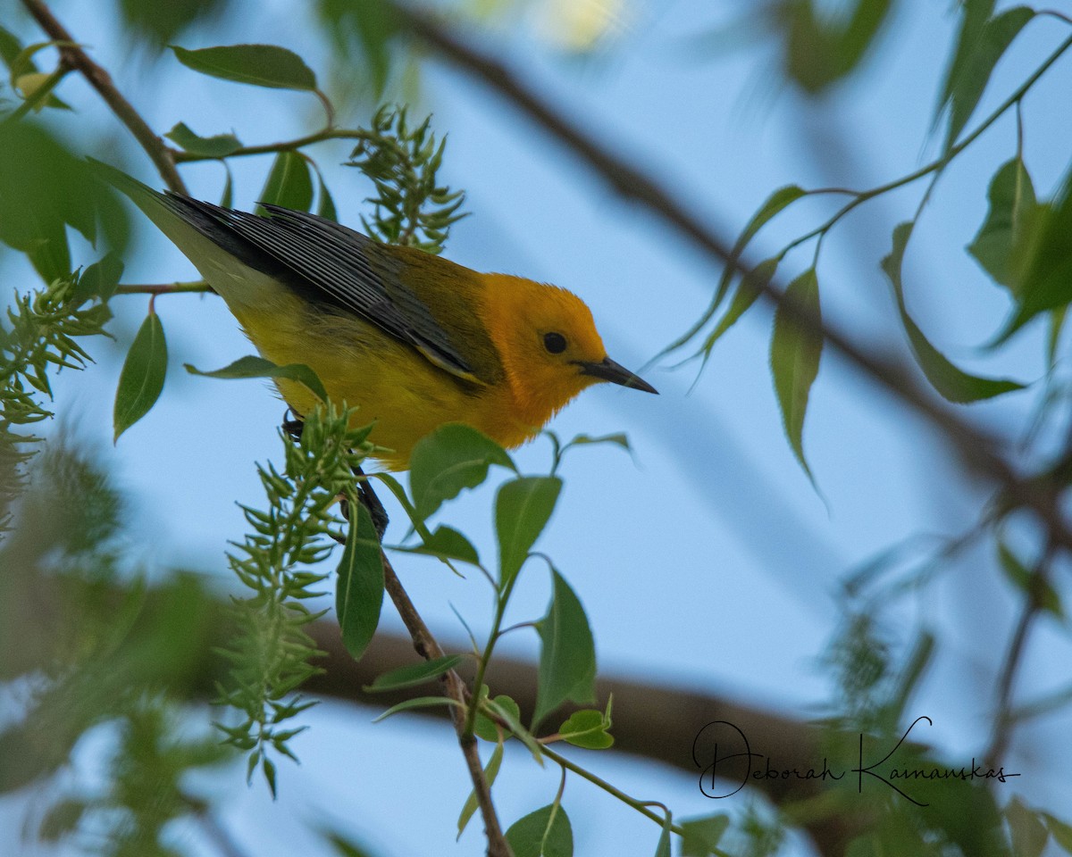 Prothonotary Warbler - Deborah Kainauskas