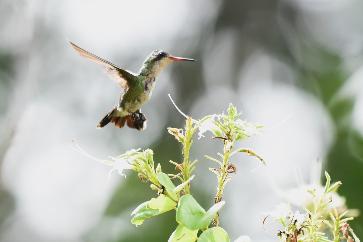 Canivet's Emerald - Bruce Mast